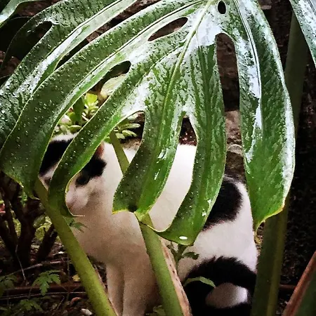 Appartamento D'artisti Sanremo