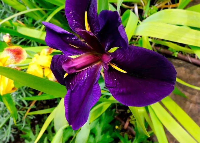 D'artisti * San Remo